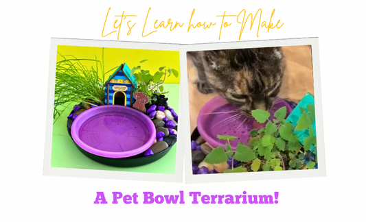 Let's make a Pet Bowl Terrarium!