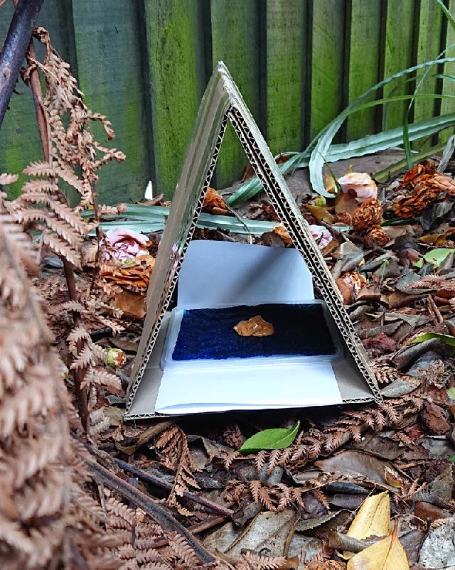 A tracking tunnel for small animals, made of a cardboard triangle. There is a plastic lid inside with a wet blue tissue, and a blob of peanut butter on top.